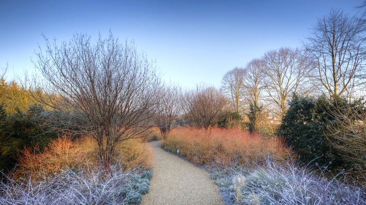 The Winter Walk covered in frost in February at Anglesey Abbey in Cambridgeshire